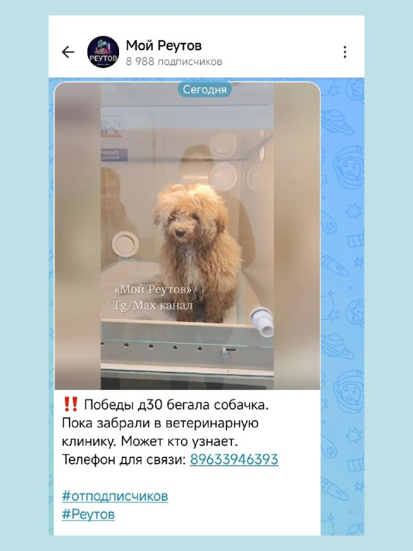 Пропавшая в Реутове собака вернулась домой