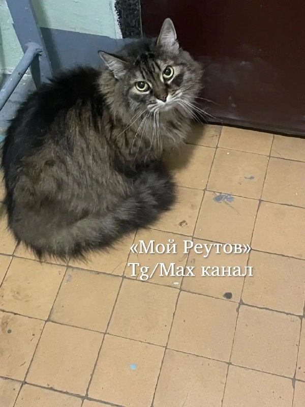 В подъезде на Новогиреевской ищут пропавшего кота