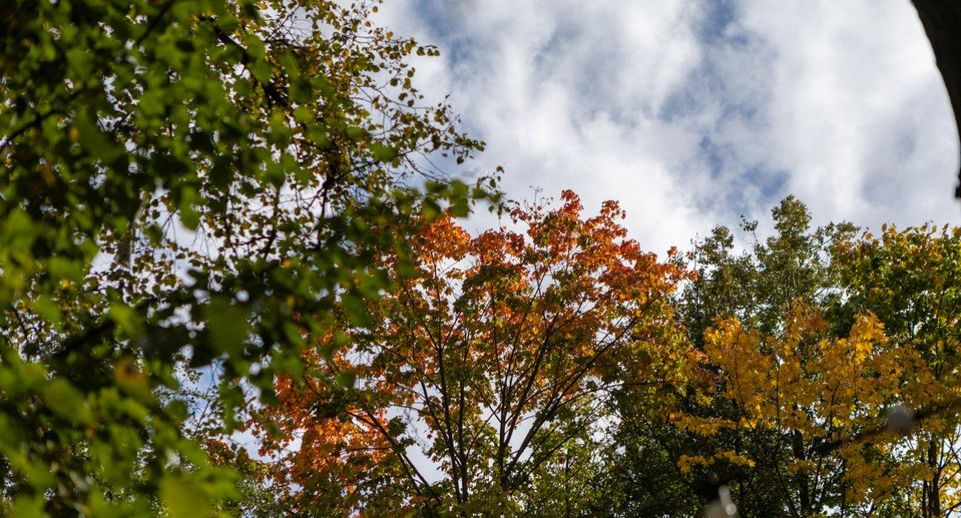 В Подмосковье сохранится высокий риск лесных пожаров