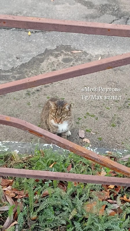 В Реутове ищут хозяев для ласковой кошки на Советской