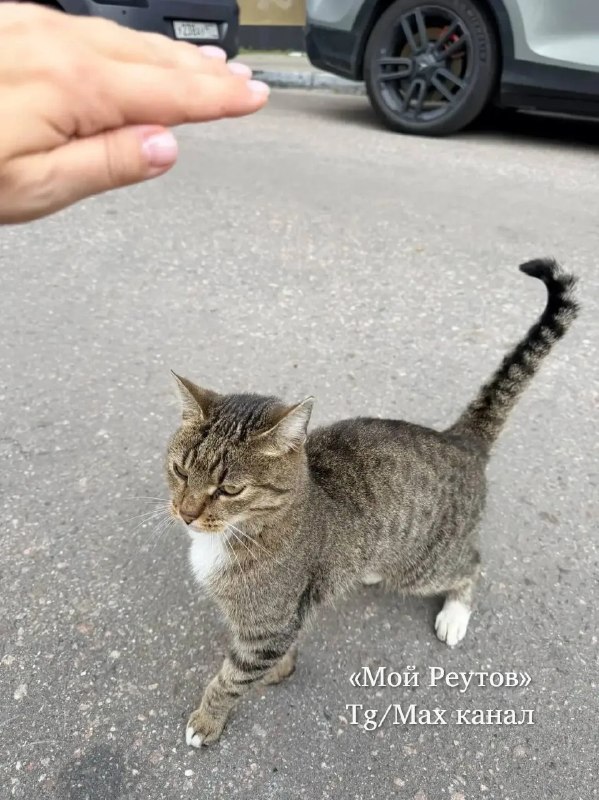 Житель Реутова ищет хозяев для кота на Советской