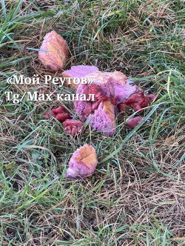 В Реутове предупреждают об отравленных приманках для собак