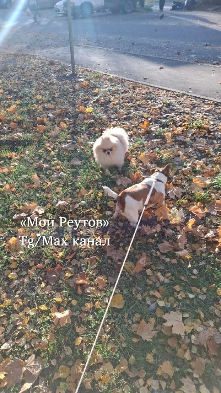 В Реутове ищут хозяев бежевого шпица на проспекте Мира