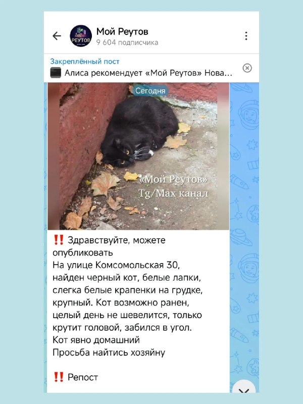 Кота с переломами нашли на Комсомольской, хозяин потребовал вернуть